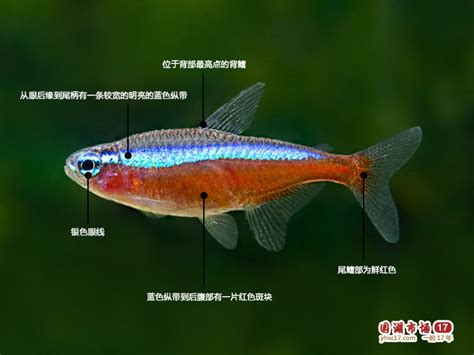 燈魚種類|燈魚:形態特徵,棲息環境,地理分布,常見品種,寶蓮燈,紅鼻剪刀,金絲。